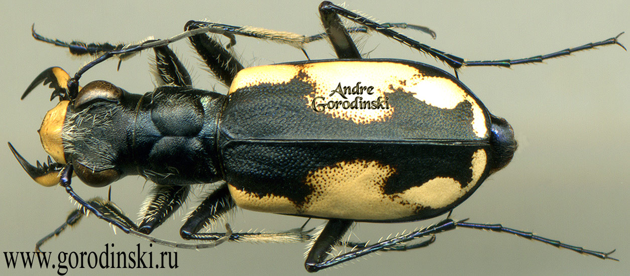 http://www.gorodinski.ru/cicindela/Cicindela stoliczkana.jpg